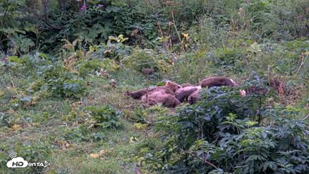 Kodiak Alaska Brown Bears Live Webcam - Aug 19, 2026, 7:29pm AKDT