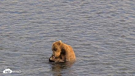 Kodiak Alaska Brown Bears Live Webcam - Aug 7, 2026, 6:11pm AKDT