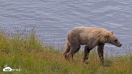 Kodiak Alaska Brown Bears Live Webcam - Aug 2, 2026, 11:06am AKDT
