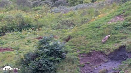Kodiak Alaska Brown Bears Live Webcam - Aug 19, 2026, 4:17pm AKDT