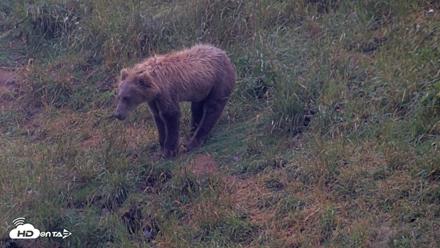 Kodiak Alaska Brown Bears Live Webcam - Aug 4, 2026, 7:07am AKDT
