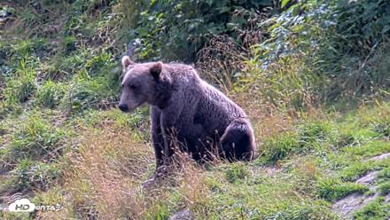 Kodiak Alaska Brown Bears Live Webcam - Aug 23, 2026, 2:21pm AKDT