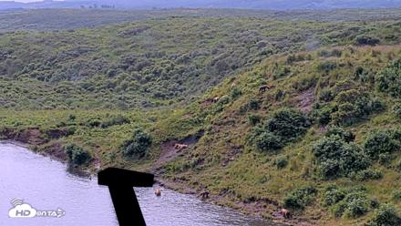 Kodiak Alaska Brown Bears Live Webcam - Aug 9, 2026, 12:51pm AKDT