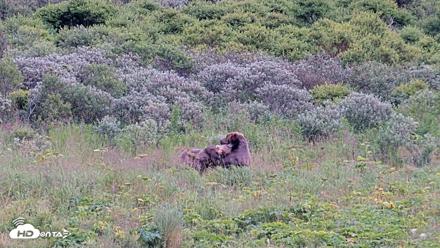 Kodiak Alaska Brown Bears Live Webcam - Aug 10, 2026, 7:19pm AKDT