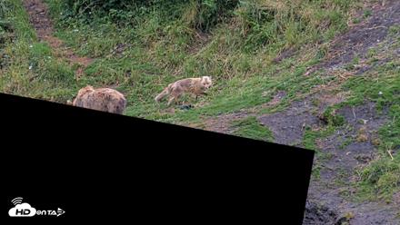 Kodiak Alaska Brown Bears Live Webcam - Aug 6, 2026, 7:49am AKDT