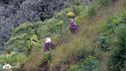 Kodiak Alaska Brown Bears Live Webcam - Aug 3, 2026, 6:45am AKDT