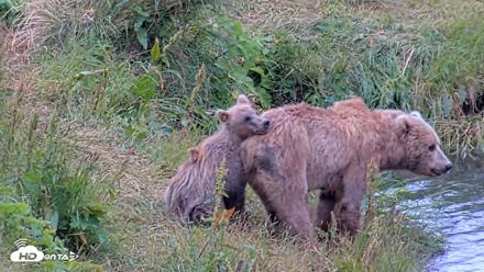 Kodiak Alaska Brown Bears Live Webcam - Aug 3, 2026, 4:03pm AKDT