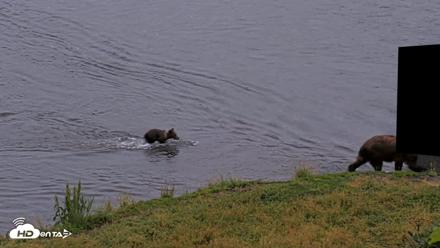 Kodiak Alaska Brown Bears Live Webcam - Aug 19, 2026, 9:25pm AKDT