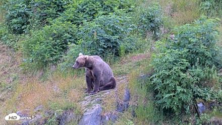 Kodiak Alaska Brown Bears Live Webcam - Aug 3, 2026, 5:06pm AKDT