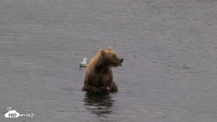 Kodiak Alaska Brown Bears Live Webcam - Aug 16, 2026, 2:45pm AKDT