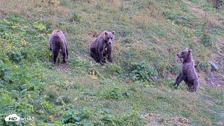 Kodiak Alaska Brown Bears Live Webcam - Aug 18, 2026, 4:13pm AKDT