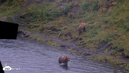 Kodiak Alaska Brown Bears Live Webcam - Aug 4, 2026, 6:57am AKDT