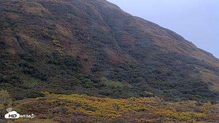 Kodiak Alaska Brown Bears Live Webcam - Oct 8, 2026, 9:57am AKDT