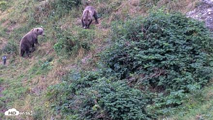 Kodiak Alaska Brown Bears Live Webcam - Aug 19, 2026, 5:56pm AKDT
