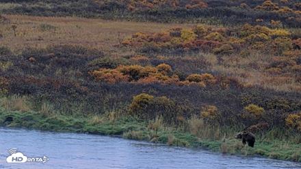 Kodiak Alaska Brown Bears Live Webcam - Oct 8, 2026, 8:49am AKDT
