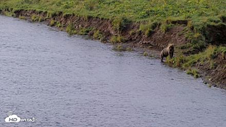 Kodiak Alaska Brown Bears Live Webcam - Aug 18, 2026, 9:41am AKDT