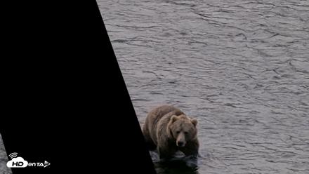 Kodiak Alaska Brown Bears Live Webcam - Aug 14, 2026, 7:42am AKDT
