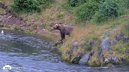 Kodiak Alaska Brown Bears Live Webcam - Aug 4, 2026, 9:34pm AKDT