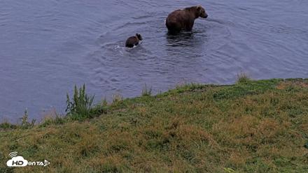 Kodiak Alaska Brown Bears Live Webcam - Aug 19, 2026, 9:25pm AKDT