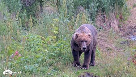 Kodiak Alaska Brown Bears Live Webcam - Aug 7, 2026, 5:19pm AKDT