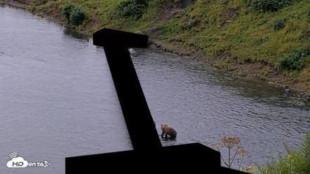 Kodiak Alaska Brown Bears Live Webcam - Aug 14, 2026, 8:01am AKDT