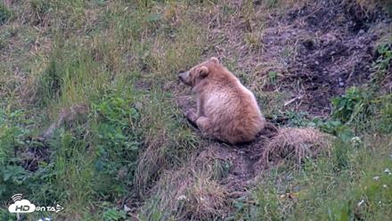 Kodiak Alaska Brown Bears Live Webcam - Aug 3, 2026, 9:03pm AKDT