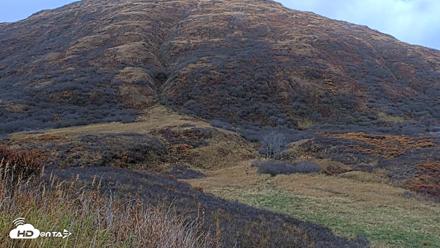 Kodiak Alaska Brown Bears Live Webcam - Oct 21, 2026, 4:30pm AKDT