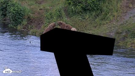 Kodiak Alaska Brown Bears Live Webcam - Jul 26, 2026, 9:12pm AKDT