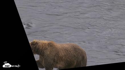 Kodiak Alaska Brown Bears Live Webcam - Aug 15, 2026, 7:16pm AKDT