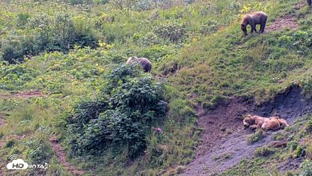 Kodiak Alaska Brown Bears Live Webcam - Aug 9, 2026, 12:54pm AKDT