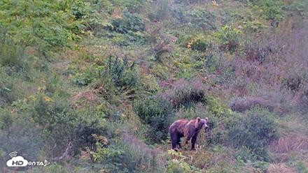 Kodiak Alaska Brown Bears Live Webcam - Aug 12, 2026, 4:36pm AKDT