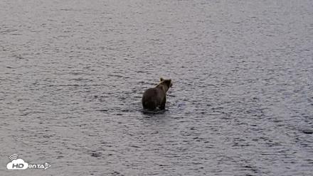 Kodiak Alaska Brown Bears Live Webcam - Aug 22, 2026, 6:53pm AKDT