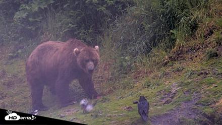Kodiak Alaska Brown Bears Live Webcam - Jul 22, 2026, 6:48am AKDT