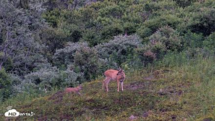 Kodiak Alaska Brown Bears Live Webcam - Aug 9, 2026, 9:48pm AKDT