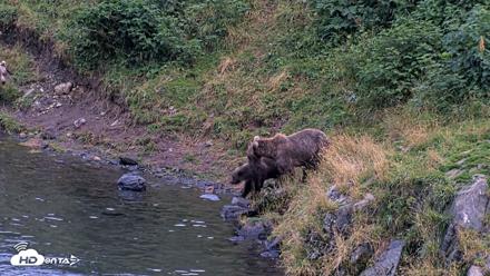 Kodiak Alaska Brown Bears Live Webcam - Aug 20, 2026, 9:14pm AKDT