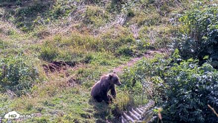 Kodiak Alaska Brown Bears Live Webcam - Aug 23, 2026, 3:03pm AKDT