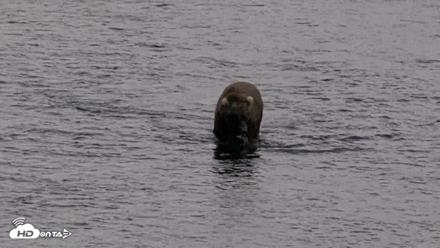 Kodiak Alaska Brown Bears Live Webcam - Aug 20, 2026, 5:48pm AKDT