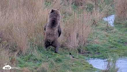 Kodiak Alaska Brown Bears Live Webcam - Oct 6, 2026, 11:11am AKDT