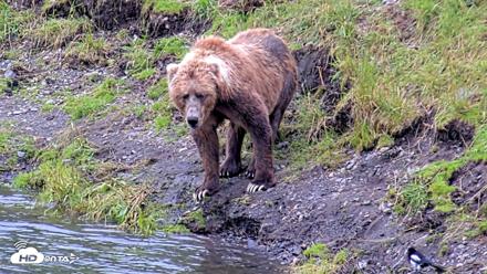 Kodiak Alaska Brown Bears Live Webcam - Aug 4, 2026, 5:29pm AKDT
