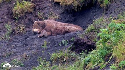 Kodiak Alaska Brown Bears Live Webcam - Jul 22, 2026, 3:45pm AKDT