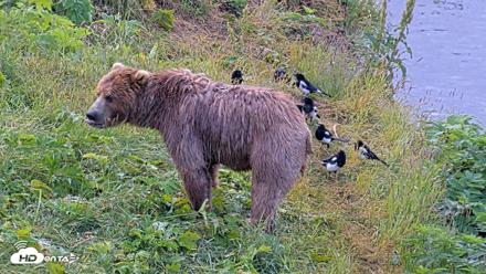 Kodiak Alaska Brown Bears Live Webcam - Aug 2, 2026, 9:01am AKDT