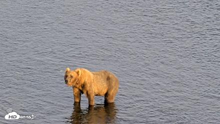 Kodiak Alaska Brown Bears Live Webcam - Aug 11, 2026, 8:04pm AKDT
