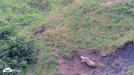 Kodiak Alaska Brown Bears Live Webcam - Aug 7, 2026, 3:46pm AKDT