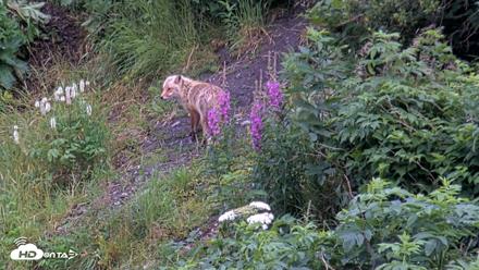 Kodiak Alaska Brown Bears Live Webcam - Aug 6, 2026, 7:51am AKDT