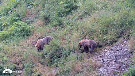 Kodiak Alaska Brown Bears Live Webcam - Aug 7, 2026, 4:33pm AKDT