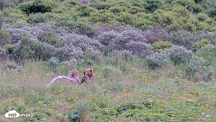Kodiak Alaska Brown Bears Live Webcam - Aug 10, 2026, 7:21pm AKDT