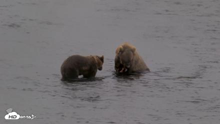 Kodiak Alaska Brown Bears Live Webcam - Aug 16, 2026, 2:59pm AKDT