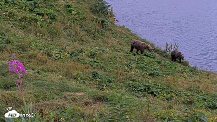 Kodiak Alaska Brown Bears Live Webcam - Aug 20, 2026, 8:33pm AKDT