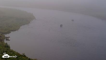Kodiak Alaska Brown Bears Live Webcam - Aug 8, 2026, 7:55am AKDT