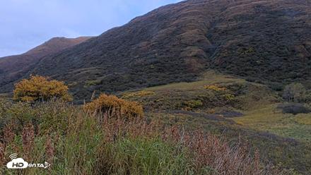 Kodiak Alaska Brown Bears Live Webcam - Oct 6, 2026, 2:12pm AKDT
